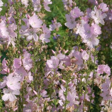 Sidalcea malviflora Elsie Heugh