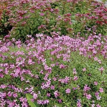 Silene schafta Splendens