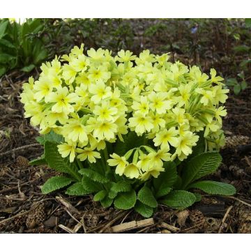 Primula elatior Colibri Light Yellow - Primula maggiore