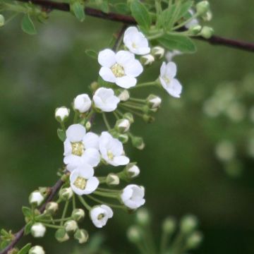 Spirea cinerea Graciosa