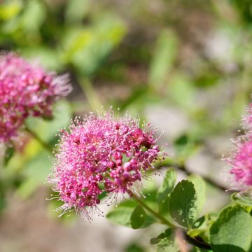 Spirea densiflora