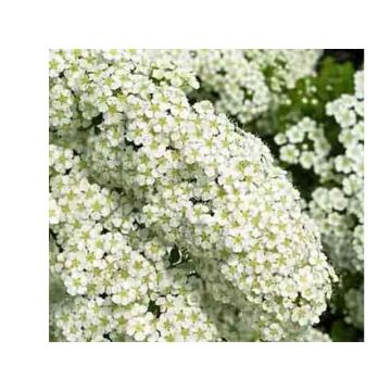 Spirea nipponica Halwards Silver