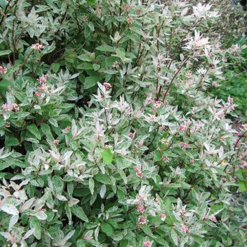 Spirea vanhouttei Pink Ice - Spirea bianca