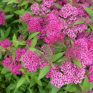 Spirea japonica Anthony Waterer - Spirea del Giappone