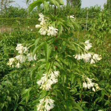 Staphylea colchica