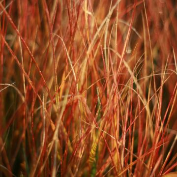 Stipa arundinacea - Anemanthele