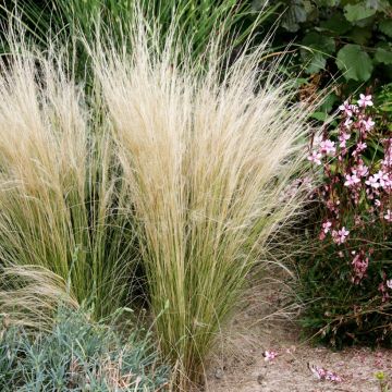 Stipa tenuifolia - Erba ago del Texas