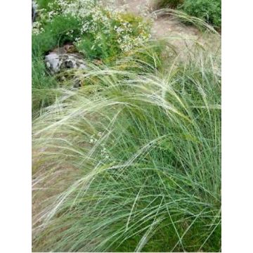 Stipa capillata - Stipa capillare