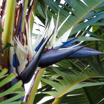 Strelitzia nicolai - Ucello del paradisio gigante