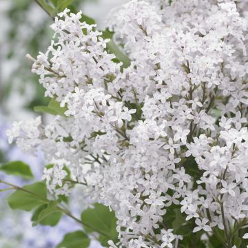 Syringa meyeri Flowerfesta White - Lillà nano