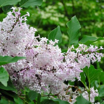 Syringa patula Miss Kim - Lillà