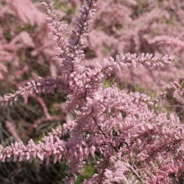 Tamarix parviflora - Tamerice a fiori piccoli