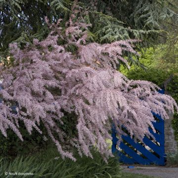 Tamarix tetrandra - Tamerice tetrandra