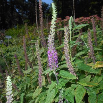 Teucrium hircanicum - Camedrio iraniano