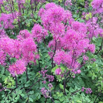 Thalictrum Little Pinkie - Pigamo