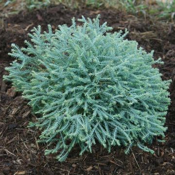 Thuja occidentalis Pancake Concesarini - Tuia occidentale