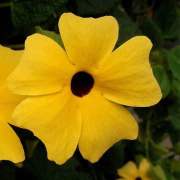 Susanna dagli occhi neri - Thunbergia alata