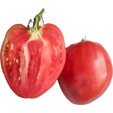 Pomodoro cuore di bue/Beefsteak Cuor di Bue Rosa (piante)