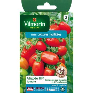 Pomodoro ciliegino/datterino Aligote F1 - Vilmorin