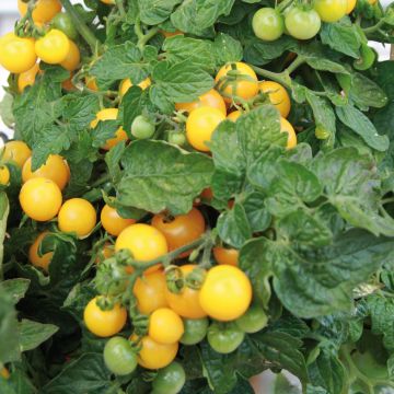 Pomodoro ciliegino/datterino Pendulina Yellow