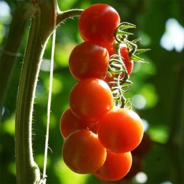 Pomodoro ciliegino/datterino Bio