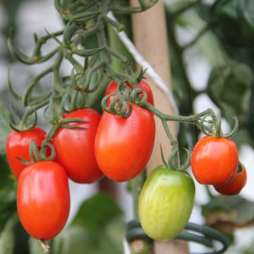 Pomodoro ciliegino/datterino Tutti Frutti