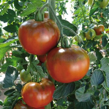 Pomodoro a colore scuro Chocoprevia F1 (Nerondo)