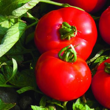 Pomodoro tondo liscio Fournaise