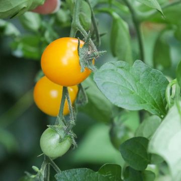 Pomodoro ciliegino/datterino Gold Nugget