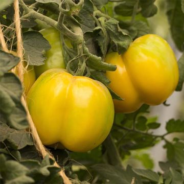 Pomodoro Giallo da farcire