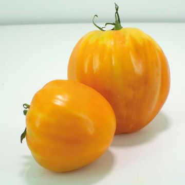 Pomodoro cuore di bue/Beefsteak Ochsenherz