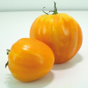 Pomodoro cuore di bue/Beefsteak Ochsenherz Orange