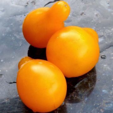 Pomodoro ciliegino/datterino Gialla pera (piante)