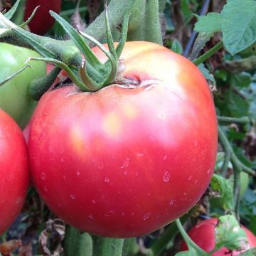 Pomodoro Variegato/Multicolore Rose Crush (piante innestate)