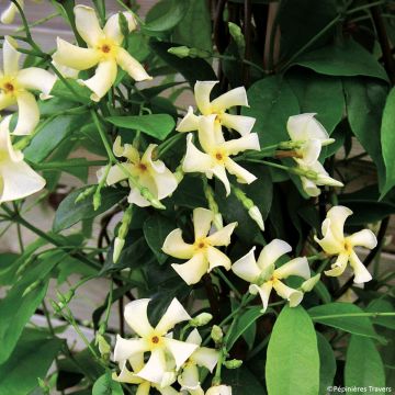 Trachelospermum asiaticum Chili & Vanilla Livano - Falso gelsomino asiatico