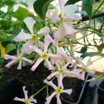 Trachelospermum asiaticum Pink Showers - Falso gelsomino asiatico