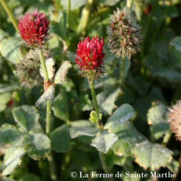 Trifolium incarnatum - Ferme de Sainte Marthe - Trifoglio incarnato