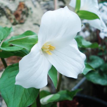 Trillium grandiflorum