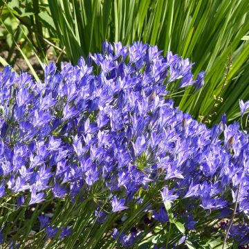 Triteleia laxa - Triteleia comune