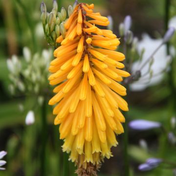 Kniphofia Mango Popsicle - Giglio della torcia