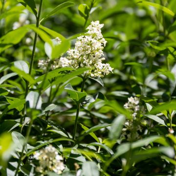 Ligustrum vulgare - Ligustro