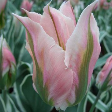 Tulipano Viridiflora China Town