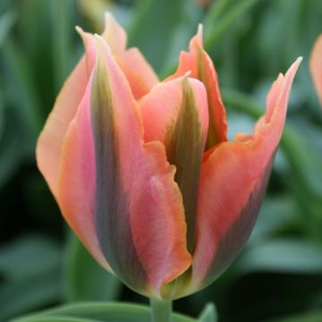 Tulipano Viridiflora Artist