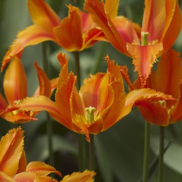 Tulipano sfrangiato Alexandra