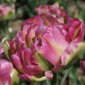 Tulipano Double Groenland