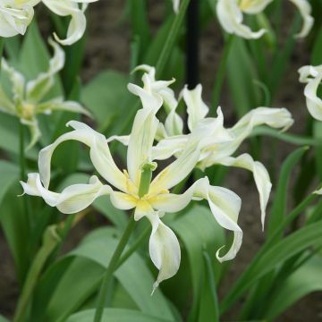 Tulipano Giglio Green Dance