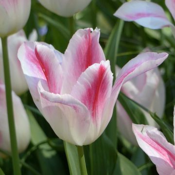 Tulipano Giglio Holland Chic