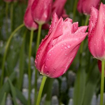 Tulipano Giglio Maytime