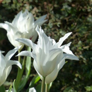 Tulipano Giglio Très Chic