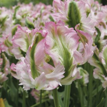 Tulipano Pappagallo Greenwave